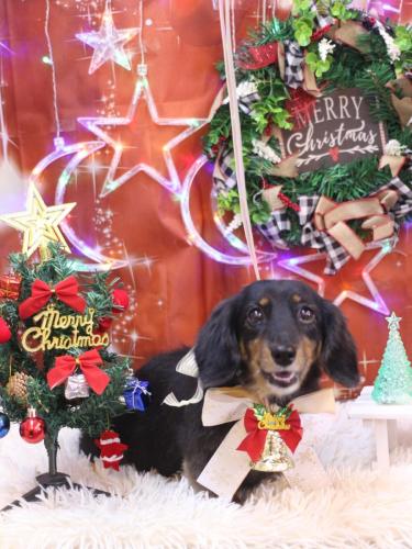 20231202モカちゃん